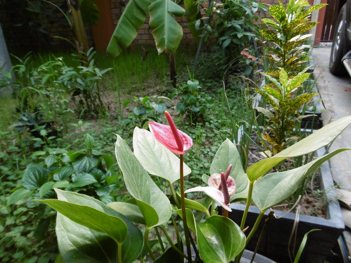 Andre Boutique Villa Siem Reap Ngoại thất bức ảnh